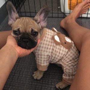 Shirt for Dog! Bear Design! super cute